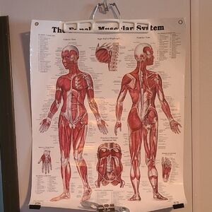Human Muscular System Educational Poster